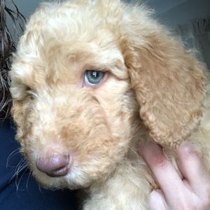 Meet your Posher, Keyla